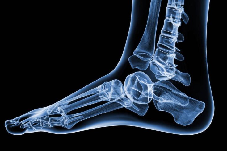 Ankle Anatomy: Why Does It Matter?